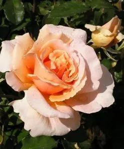 Future Forests Roses Rosa Just Joey - Hybrid Tea Shrub Rose