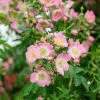 Future Forests Climbers Rosa Kew Rambler - Rambling Rose