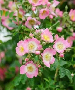 Future Forests Climbers Rosa Kew Rambler - Rambling Rose
