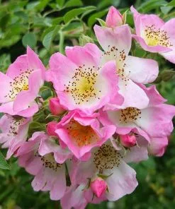 Future Forests Climbers Rosa Kew Rambler - Rambling Rose