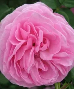 Future Forests Rosa Louise Odier - Old Shrub Rose Roses