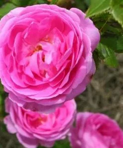 Future Forests Rosa Louise Odier - Old Shrub Rose Roses