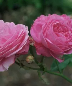 Future Forests Rosa Louise Odier - Old Shrub Rose Roses