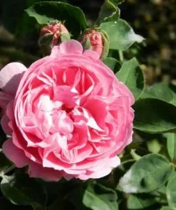 Future Forests Rosa Louise Odier - Old Shrub Rose Roses