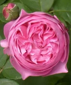 Future Forests Rosa Louise Odier - Old Shrub Rose Roses