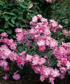 Future Forests Rosa Magic Carpet - Groundcover Rose