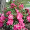 Future Forests Rosa Magic Carpet - Groundcover Rose