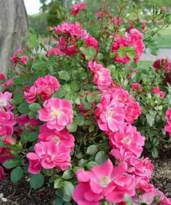 Future Forests Rosa Magic Carpet - Groundcover Rose