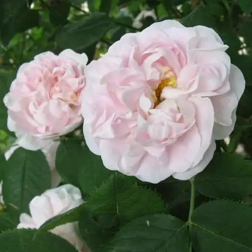 Future Forests Rosa Maiden’s Blush - Old Shrub Rose 3 Future Forests Rosa Maiden’s Blush - Old Shrub Rose