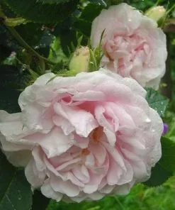 Future Forests Rosa Maiden’s Blush - Old Shrub Rose 8 Future Forests Rosa Maiden’s Blush - Old Shrub Rose