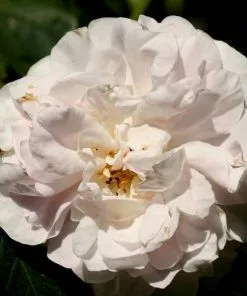 Future Forests Rosa Maiden’s Blush - Old Shrub Rose 9 Future Forests Rosa Maiden’s Blush - Old Shrub Rose