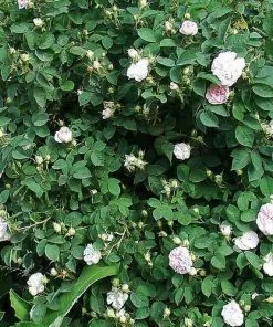 Future Forests Rosa Maiden’s Blush - Old Shrub Rose 7 Future Forests Rosa Maiden’s Blush - Old Shrub Rose