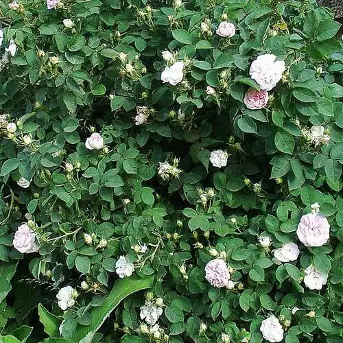 Future Forests Rosa Maiden’s Blush - Old Shrub Rose 4 Future Forests Rosa Maiden’s Blush - Old Shrub Rose
