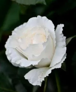 Future Forests Rosa Margaret Merril - Floribunda Shrub Rose Roses