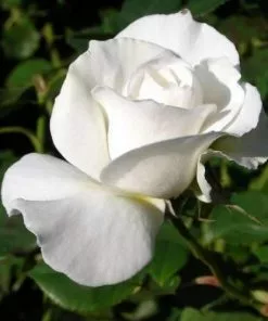 Future Forests Rosa Margaret Merril - Floribunda Shrub Rose Roses