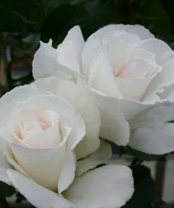 Future Forests Rosa Margaret Merril - Floribunda Shrub Rose Roses