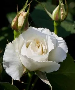 Future Forests Rosa Margaret Merril - Floribunda Shrub Rose Roses