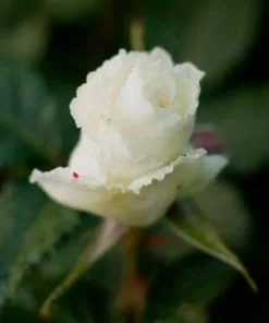 Future Forests Rosa Margaret Merril - Floribunda Shrub Rose Roses