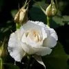 Future Forests Rosa Margaret Merril - Floribunda Shrub Rose Roses