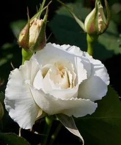 Future Forests Rosa Margaret Merril - Floribunda Shrub Rose Roses