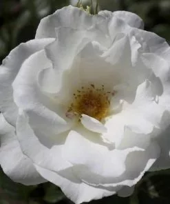 Future Forests Rosa Margaret Merril - Floribunda Shrub Rose Roses