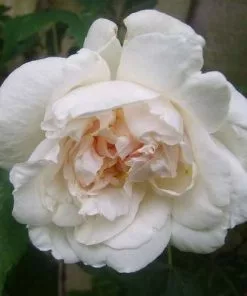 Future Forests Rosa Mme Alfred Carriere - Climbing Rose Climbers 10 Future Forests Rosa Mme Alfred Carriere - Climbing Rose Climbers