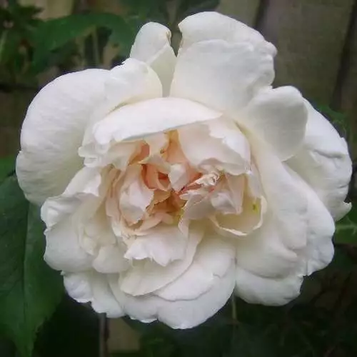 Future Forests Rosa Mme Alfred Carriere - Climbing Rose Climbers 4 Future Forests Rosa Mme Alfred Carriere - Climbing Rose Climbers