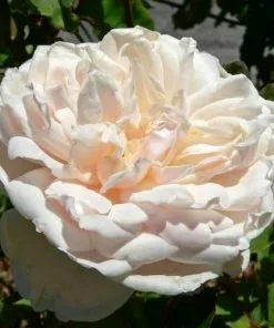 Future Forests Rosa Mme Alfred Carriere - Climbing Rose Climbers 11 Future Forests Rosa Mme Alfred Carriere - Climbing Rose Climbers