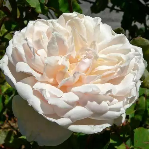 Future Forests Rosa Mme Alfred Carriere - Climbing Rose Climbers 5 Future Forests Rosa Mme Alfred Carriere - Climbing Rose Climbers