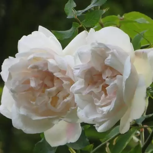 Future Forests Rosa Mme Alfred Carriere - Climbing Rose Climbers 6 Future Forests Rosa Mme Alfred Carriere - Climbing Rose Climbers