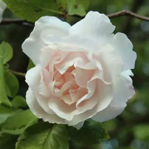 Future Forests Rosa Mme Alfred Carriere - Climbing Rose Climbers 7 Future Forests Rosa Mme Alfred Carriere - Climbing Rose Climbers