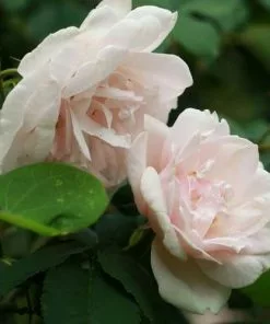 Future Forests Rosa Mme Alfred Carriere - Climbing Rose Climbers 14 Future Forests Rosa Mme Alfred Carriere - Climbing Rose Climbers
