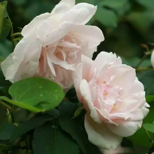 Future Forests Rosa Mme Alfred Carriere - Climbing Rose Climbers 8 Future Forests Rosa Mme Alfred Carriere - Climbing Rose Climbers