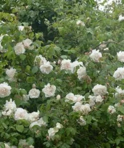 Future Forests Rosa Mme Alfred Carriere - Climbing Rose Climbers 15 Future Forests Rosa Mme Alfred Carriere - Climbing Rose Climbers