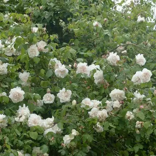 Future Forests Rosa Mme Alfred Carriere - Climbing Rose Climbers 9 Future Forests Rosa Mme Alfred Carriere - Climbing Rose Climbers