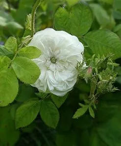 Future Forests Rosa Madame Hardy - Old Shrub Rose
