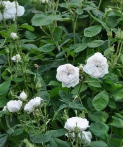 Future Forests Rosa Madame Hardy - Old Shrub Rose