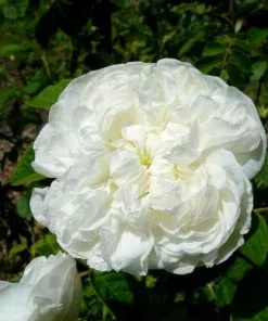 Future Forests Rosa Madame Hardy - Old Shrub Rose