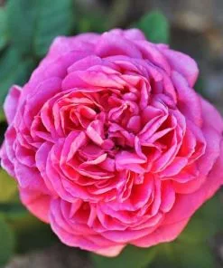 Future Forests Rosa Mme Isaac Pereire - Old Shrub/Climbing Rose