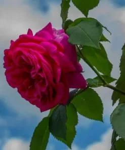 Future Forests Rosa Mme Isaac Pereire - Old Shrub/Climbing Rose