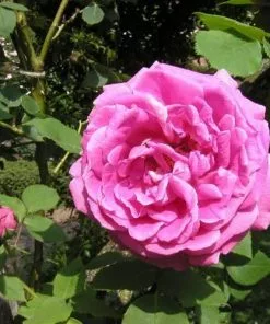 Future Forests Rosa Mme Isaac Pereire - Old Shrub/Climbing Rose