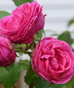 Future Forests Rosa Mme Isaac Pereire - Old Shrub/Climbing Rose