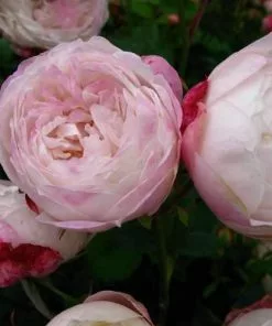 Future Forests Rosa Mme Pierre Oger - Old Shrub Rose