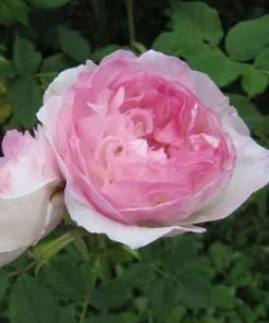 Future Forests Rosa Mme Pierre Oger - Old Shrub Rose