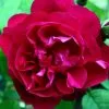 Future Forests Rosa Mrs Anthony Waterer - Rugosa Rose 2 Future Forests Rosa Mrs Anthony Waterer - Rugosa Rose