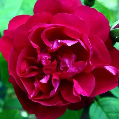 Future Forests Rosa Mrs Anthony Waterer - Rugosa Rose 3 Future Forests Rosa Mrs Anthony Waterer - Rugosa Rose