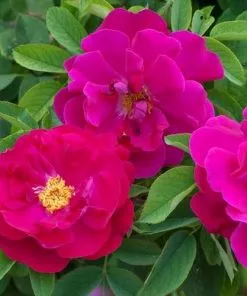 Future Forests Rosa Mrs Anthony Waterer - Rugosa Rose