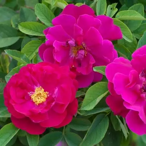 Future Forests Rosa Mrs Anthony Waterer - Rugosa Rose 4 Future Forests Rosa Mrs Anthony Waterer - Rugosa Rose