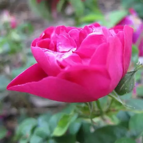 Future Forests Rosa Mrs Anthony Waterer - Rugosa Rose 5 Future Forests Rosa Mrs Anthony Waterer - Rugosa Rose