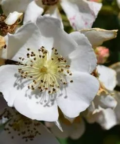 Future Forests Roses Rosa Multiflora - Wild Rose